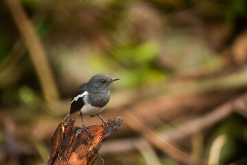 A closer view of a Oriental Magpie-Robin (Copsychus saularis)
