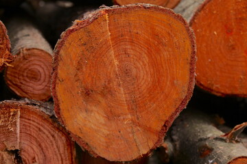 alder cut trunk texture background