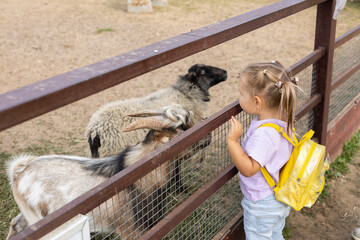 A child girl examines goats and sheep in a pen at a petting zoo. Goats and sheep approach the child...
