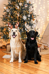 labrador retriever and golden retriever with christmas decorations