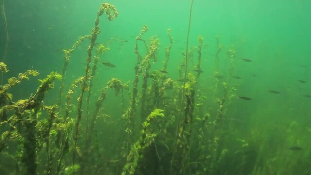 Underwater view of the water lily and other aquatic vegetation, Croatia