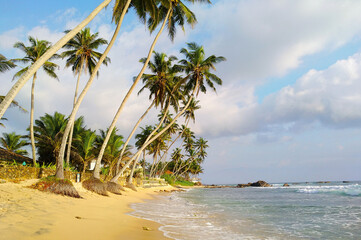 Beautiful seascape. Ocean coast, sandy beach and tall palm trees