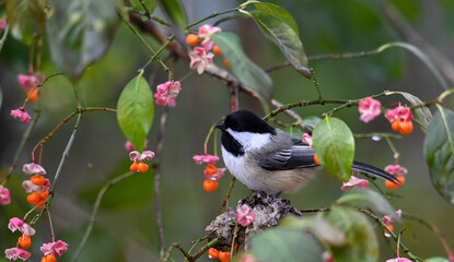 Chickadee in flower