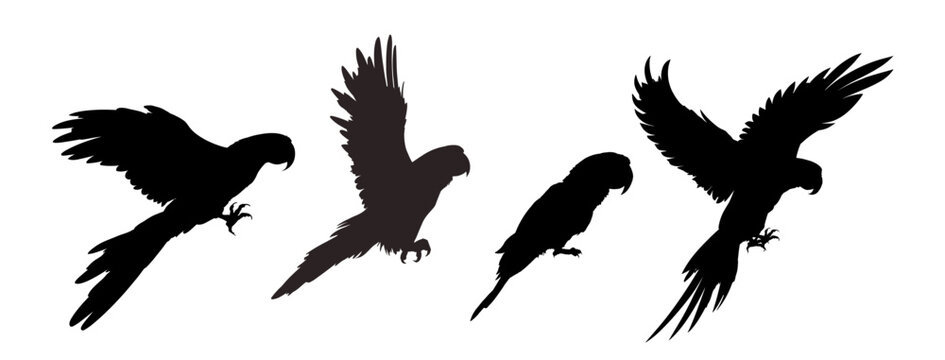 Parrot silhouette - isolated - vector illustration