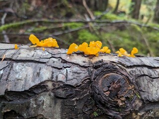 Fungus 