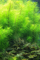 blurred green background, algae behind glass in the aquarium