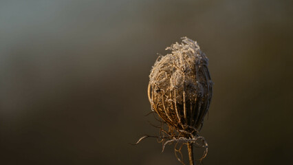 Flanze, Ausgetroknet, Brun