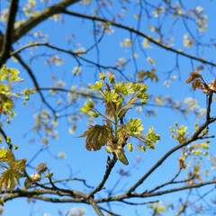 Branch blooming holly maple spring nature