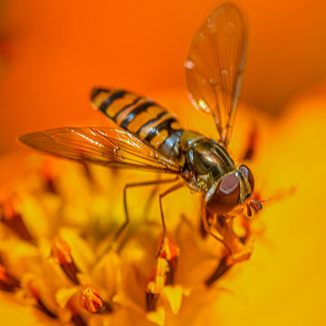 Abeille pos&eacute;e sur une fleur