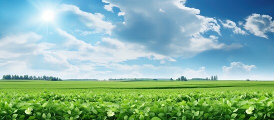 In the summer under the vast sky the green fields of the farm are adorned with vibrant soy crops...