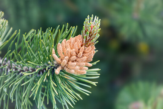 Blossom of Pinus mugo. Male pollen producing strobili. New shoots in spring of dwarf mountain pine. Conifer cone. Yellow cluster pollen-bearing male cones or microstrobile of Creeping pine. Soft focus