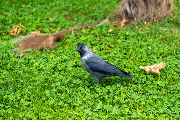 Gray and black colors bird. Crow in the park. Grass surface. Corvidae. Portrait of the animal. Corvus cornix. Common hooded crow.