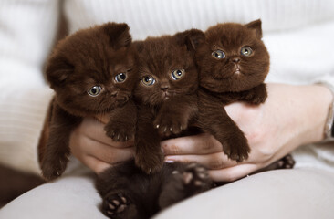 Britisch Kurzhaar Kitten rarität Luxus Katze imposant und edel