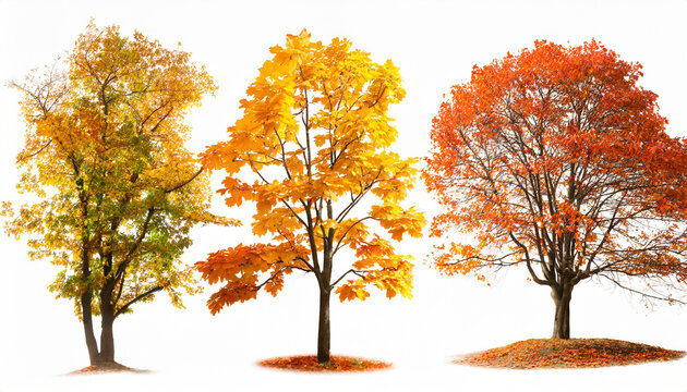 set of autumn tree on white background