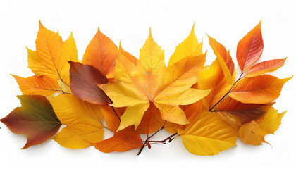 orange and yellow autumn leaves isolated on white
