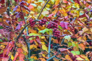 Fototapeta premium The fruit of the Fragrant Sumac, alson known as the Rhus trilobata. The fruit is edible and tastes kind of tarty like a Lime. This fruit can be made into a tea.