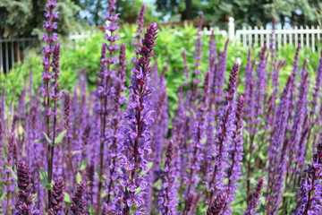  Oakwood sage (Salvia nemorosa) Purple flowers in the park.