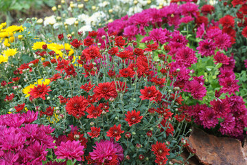 Fresh bright blooming various color chrysanthemums bushes in autumn garden outside in sunny day. Flower background for greeting card, wallpaper, banner, header.
