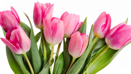 Obraz na płótnie Canvas pink tulips isolated on white