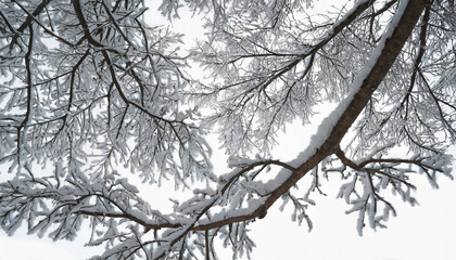 branches of a tree in winter isolated on white