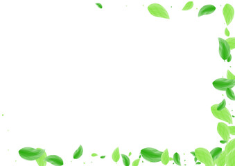 Green Greenery Background White Vector. Leaf Mint Illustration. Selective Frame. Light Green Nature Card. Plant Drink.