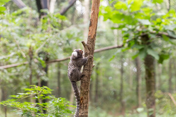 Small Marmoset Climbing a Tree in a Lush Green Forest