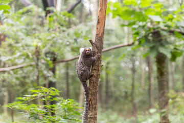 Small Marmoset Climbing a Tree in a Lush Green Forest