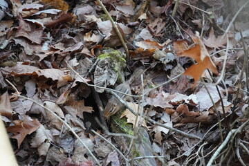 Chipmunk foraging for food in the woods in fall