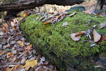 Moss growing on a fallen tree with fall leaves resting on the tree