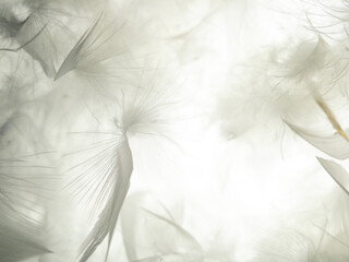 The feather is translucent in the light. The background of feathers and down is translucent in the...