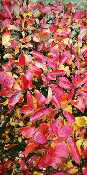 Brilliant dogwood (Cotoneaster lucídus) bright red leaves in autumn