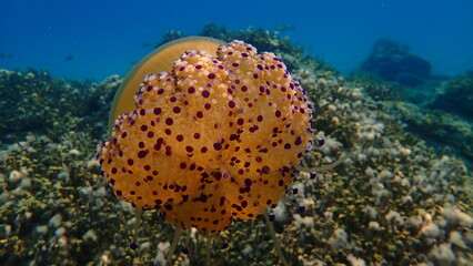 Fototapeta na wymiar Mediterranean jellyfish or fried egg jellyfish, Mediterranean jelly (Cotylorhiza tuberculata) undersea, Aegean Sea, Greece, Halkidiki 
