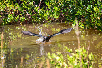 Cormorant bird taking flight from a mangrove pond in Ding Darling Wildlife Refuge on Sanibel Island Florida.