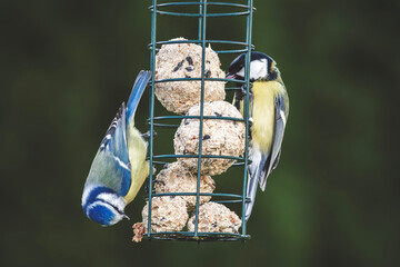 a bluetit and a great tit perching on the bird feeder and pecking on fat balls at a winter day