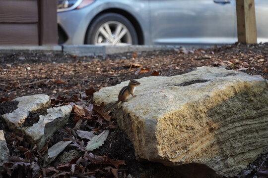 Chipmunk resting on a rock close to civilization, highlighting the effects the modern world has on their homes.