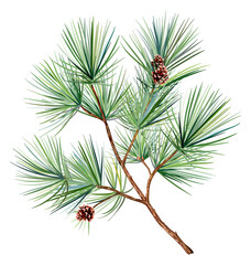 Christmas tree branch with pine cones. Vector illustration. Holiday drawing