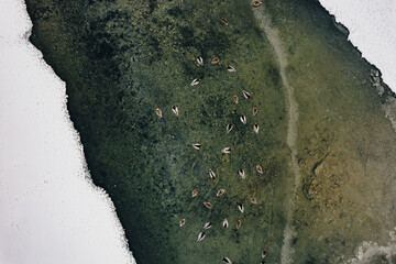 Enten in einem halb gefrorenem Bergsee