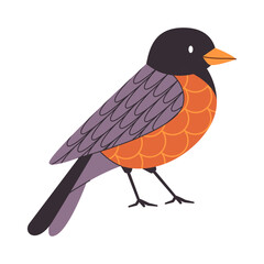 black and orange color bird american robin small cute beautiful species wild nature animal flying freedom