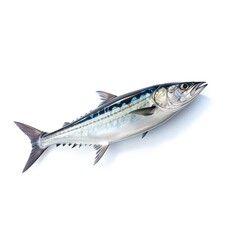 Naklejka premium Mackerel
