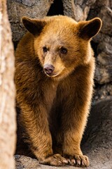 Vertical closeup of a baby grizzly bear standing in a rock cave, looking aside