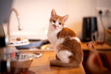 Biało - rudy kotek siedzi na blacie w kuchni - obrazy, fototapety, plakaty