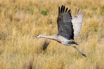 Fototapeta premium Closeup shot of a sandhill crane flying over a dry field