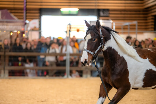 Un cheval frison en comp&eacute;tition 