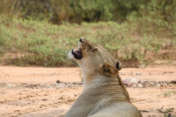 Lioness yawning