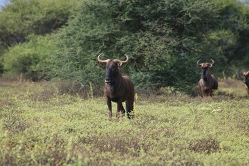 wildebeest