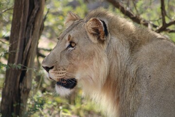 Young lion close-up