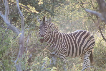 zebra in the wild