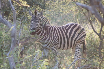 zebra in the wild