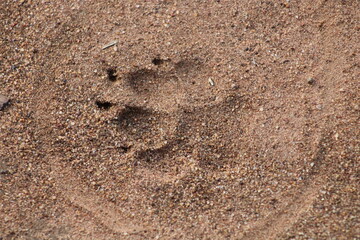 Pawprint in the sand