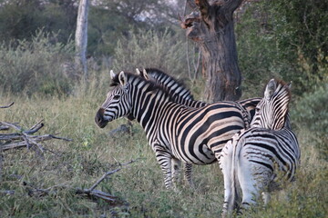 zebra in the wild